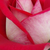 Rosso - Rose Ibridi di Tea - Bajazzo®